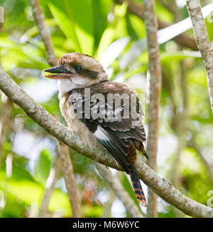 Junge Kookaburra, Australische Lachen Jackass, Dacelo novaeguineae, mit Federn fluffed auf, ein Zweig mit Hintergrund der grüne Laub im Garten Stockfoto