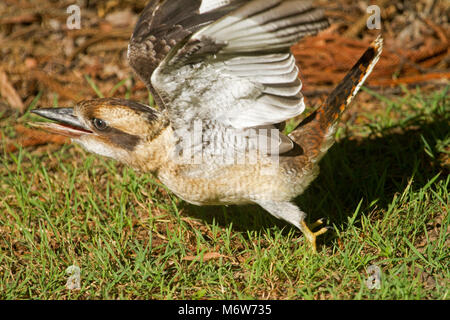 Kookaburrra, Australische Lachen Jackass, Dacelo novaeguineae, im Flug, der von der Erde, der in einem städtischen Garten Stockfoto