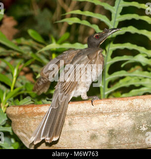 Laut friarbird, Philemon corniculatus, einem australischen honeyeater an ein Vogelbad und vor dem Hintergrund der grünen Laub in einem städtischen Garten Stockfoto