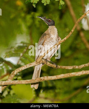 Laut friarbird, Philemon corniculatus, einem australischen honeyeater vor dem hintergrund der grünen Laub in einem städtischen Garten Stockfoto