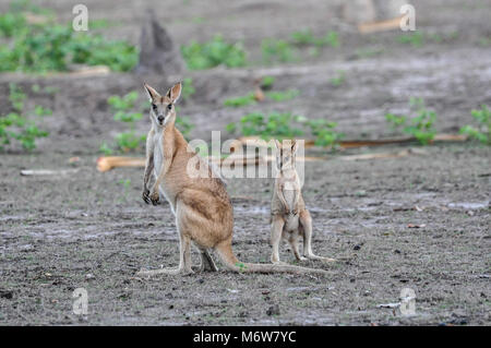 Agile Wallaby oder sandigen Wallaby (Macropus agilis) mit Joey, Bamurru Plains in der Nähe von Northern Territory, Australien Stockfoto