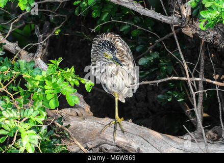 Kinder schwarz - gekrönte Nachtreiher (Nycticorax nycticorax) steht mit auf einem Zweig, Gelb Wasser, Kakadu National Park, Northern Territory, Australien Stockfoto