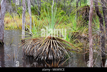 Pandanus im natürlichen Zustand in der Nähe einer Lagune wächst Stockfoto