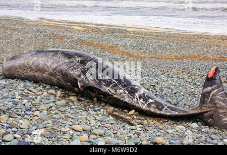 Leiche eines kleinen Strände Wale gefunden an Land auf den Strand gespült Stockfoto