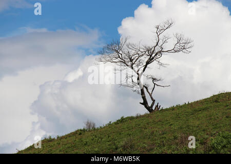 Am Col de Marie Blanque (Frankreich). Stockfoto