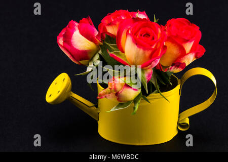 Blumenstrauß aus roten und gelb Rosen in Gießkanne auf schwarzem Hintergrund Nahaufnahme. Stockfoto