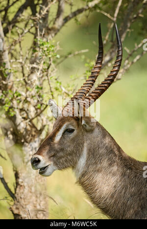 Wasserbock - Kobus ellipsiprymnus, große Antilope aus der afrikanischen Savanne, Taita Hills Reservat und Tsavo Nationalpark, Kenia. Stockfoto