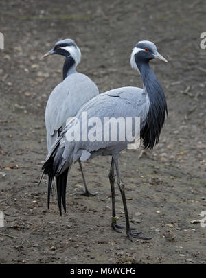 Demoiselle Krane (Anthropoides virgo) Stockfoto