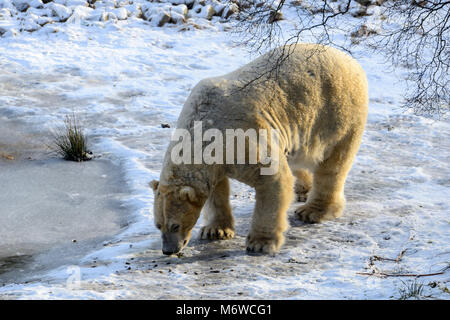 Captive erwachsenen männlichen Eisbär (Ursus maritimus) bei Highland Wildlife Park Kincraig, Kingussie, Schottland, UK Stockfoto