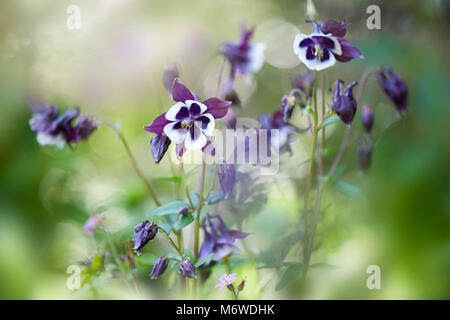 Nahaufnahme der Frühling blühende Aquilegia vulgaris Blumen auch als columbines oder Omas Motorhauben bekannt Stockfoto