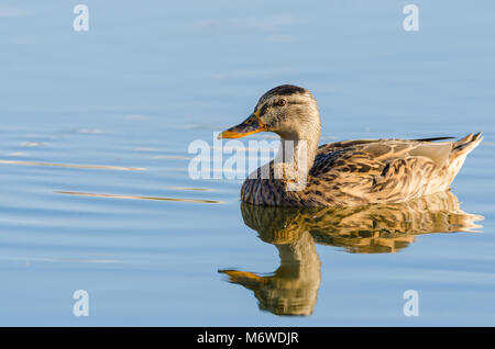 Weibliche Anas platyrhynchos (anade real oder Guadianas azulon) Baden in Flüssen, Badajoz. Platz kopieren Stockfoto