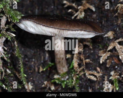 Pluteus cervinus (auch bekannt als Pluteus atricapillus) Pilz in einem Western Washington Wald wächst Stockfoto