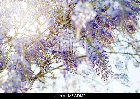 Nahaufnahme der Frühling blühen Wisteria sinensis oder Chinesische blue Wisteria Blumen Stockfoto