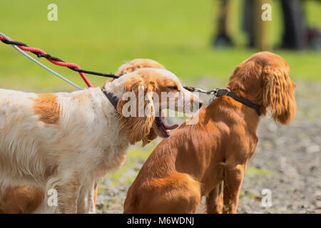 Braune und weiße Cocker Spaniel hunde. Stockfoto