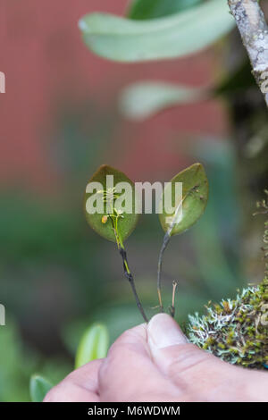 Winzige Regenwald Orchideen im Monteverde Cloud Forest in Costa Rica Stockfoto