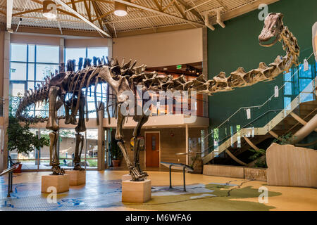 Diplodocus, Jura, Skelett cast in der Lobby von Utah Field House of Natural History State Park Museum, Vernal, Utah, USA Stockfoto