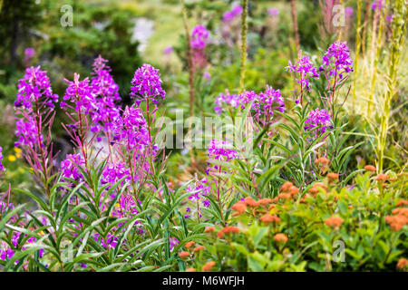 Wildblumen in Montana Stockfoto