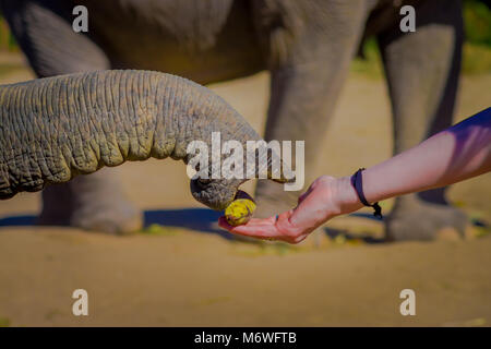 CHIANG RAI, THAILAND - Februar 01, 2018: Nahaufnahme von einem Stamm von Elefanten, eine kleine Banane aus einer Hand in einem Dschungel Heiligtum in Chiang Mai, Stockfoto