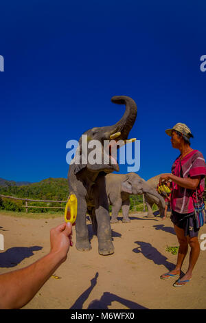 CHIANG RAI, THAILAND - 01. FEBRUAR 2018: die Hand ein wenig Banane mit einem riesigen Elefanten mit blauem Himmel, ein Elefant das Ausdehnen der Amtsleitung bittet um Stockfoto