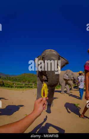 CHIANG RAI, THAILAND - 01. FEBRUAR 2018: die Hand ein wenig Banane mit einem riesigen Elefanten mit blauem Himmel, ein Elefant das Ausdehnen der Amtsleitung bittet um Stockfoto