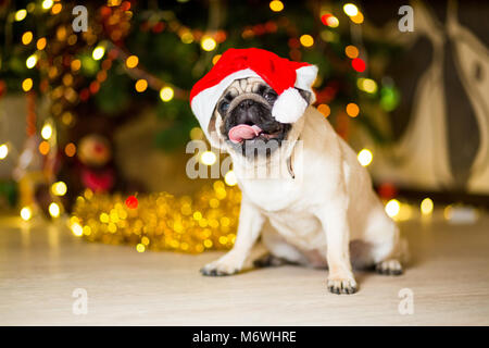 Ein Mops Hund sitzen auf dem Boden in eine rote Kappe in der Nähe eines Weihnachtsbaumes mit Girlanden Stockfoto