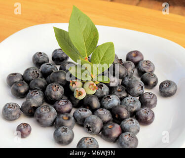 Unreife Blaubeeren auf einem Blueberry Zweig mit Blättern, die sich auf einem Stapel von reifen Heidelbeeren auf einem weißen Teller. Stockfoto