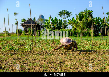 Eine Frau, die Landwirte tragen eine Runde bamboo Hut, arbeitet auf einem Feld in der Agrarlandschaft Stockfoto