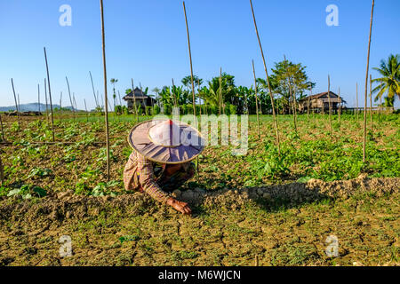 Eine Frau, die Landwirte tragen eine Runde bamboo Hut, arbeitet auf einem Feld in der Agrarlandschaft Stockfoto