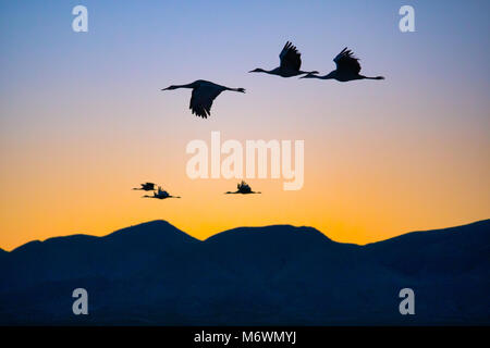 Kanadakraniche (Antigone canadensis) fliegen abends im Bosque Del Apache National Wildlife Refuge auf dem Rio Grande in der Nähe von San Antonio, NM roost Stockfoto