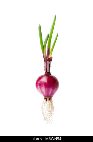 Rote Zwiebel mit Wurzeln Stockfoto