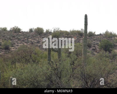 Seltene crested Saguaro Kaktus in der Nähe von Saguaro Lake im Tonto National Forest. Stockfoto