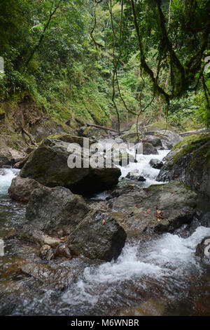 Rapids auf dem Rio Agujitas (Fluss), im Regenwald, am Rande des Corcovado Nationalparks in Costa Rica. Stockfoto