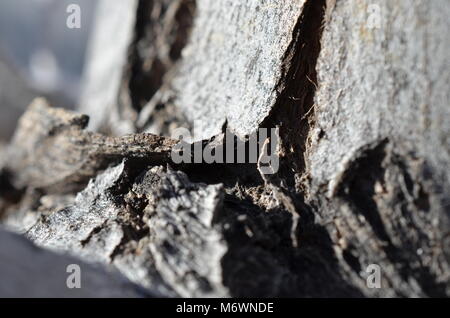 Nahaufnahme Makroaufnahme eines Baumstammes und eine Filiale. Stockfoto