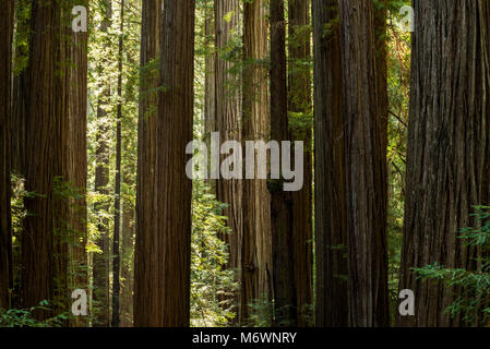 Riesige Mammutbäume im Humboldt Redwoods State und National Park entlang der Avenue Rockefeller Loop in der Riesen, Kalifornien. Stockfoto