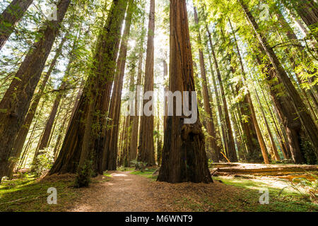 Riesige Mammutbäume im Humboldt Redwoods State und National Park entlang der Avenue Rockefeller Loop in der Riesen, Kalifornien. Stockfoto