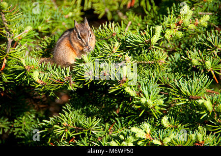 Streifenhörnchen, Banff Nationalpark, Alberta, Kanada Stockfoto