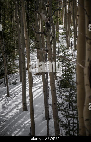 Ein düsteres Grove der schattenhaften Espen während der frühen Frühling in der Nähe von Santa Fe, New Mexico. Stockfoto