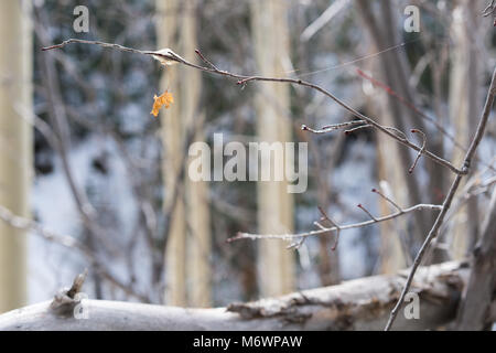 Ein totes Blatt noch auf den Herbst unter einem Wald von Aspen Bäume in Santa Fe, New Mexico Stockfoto