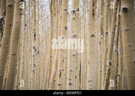 Ein Wäldchen geknotet weißen Aspen Bäume in Santa Fe, New Mexico Stockfoto