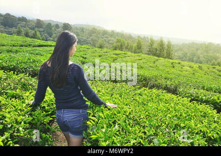 Ein Mädchen in der Mitte der Kaffee Plantage, Ciater, Subang Stockfoto