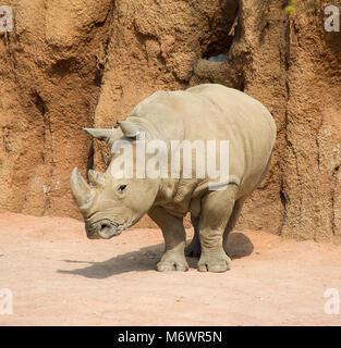 Staubige Rhinoceros, Mann, stehen, die in der Hauptrolle in das Feld ein. Stockfoto