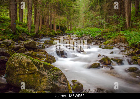 Kleiner Wasserfall in einem Wald Fluss mit seidigen Wasser um die Felsen im Stream. Lange Belichtung Stockfoto