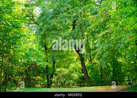 Full Frame Bäume, golden grüne Hintergründe der Bäume und Natur. Stockfoto