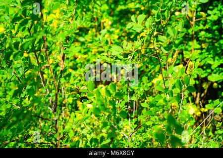 Full Frame Bäume, golden grüne Hintergründe der Bäume und Natur. Stockfoto