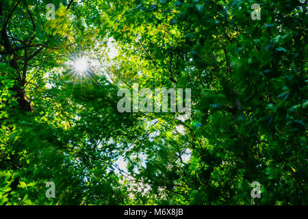 Full Frame Bäume, golden grüne Hintergründe der Bäume und Natur Blätter blurryed von Brise und lens flare Ausleuchten der hellen Grüns. Stockfoto