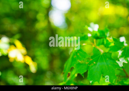 Verschwommen abstract full frame Golden Green Hintergründe von Close-up Blätter und Natur zurück - von Sun lit. Stockfoto