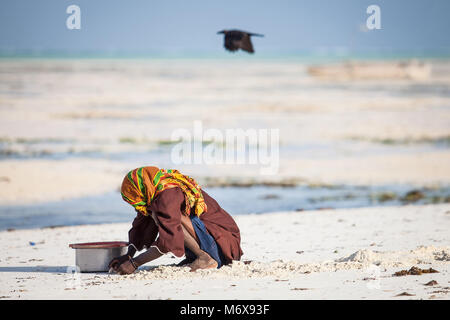 Muslimischen Mann sammeln Muscheln am Strand in Stone Town, die Insel Sansibar, Tansania. Zanzibar täglich leben. Krähe im Hintergrund fliegen. Stockfoto