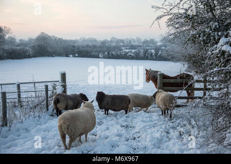 Ein Pferd und Schaf in einem schneebedeckten Feld in einem ländlichen Worcestershire Farm in England Großbritannien Stockfoto