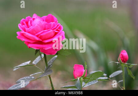 Damascener Rose, Damaskus Rose, Damaszener Rose, wachsen in einem Garten, Saar, Königreich Bahrain Stockfoto