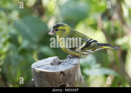 Eine atemberaubende männlichen Siskin (Carduelis spinus) auf einem Baumstumpf Fütterung thront. Stockfoto